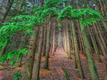 View of bamboo trees in forest