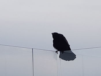 Low angle view of bird perching on pole against clear sky