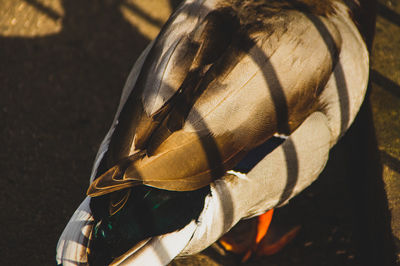 Ducks feathers 