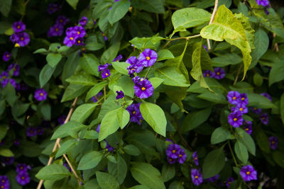 Close-up of purple flowering plants