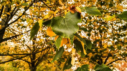 Low angle view of trees