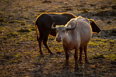 Horses standing in a field