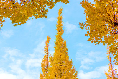 Low angle view of yellow autumn tree against sky