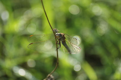 Close-up of dragonfly on leaf