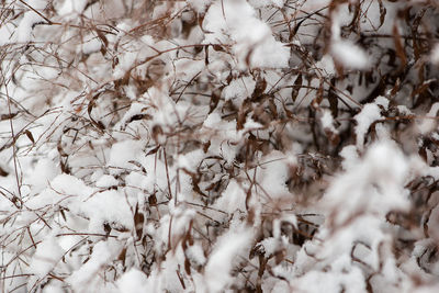 Snow on tree during winter