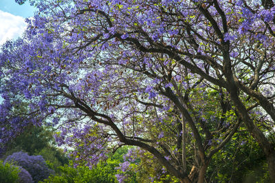 Low angle view of blooming tree