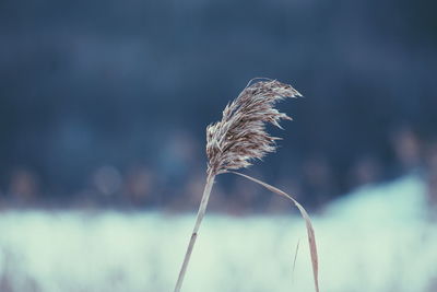 Close-up of plant