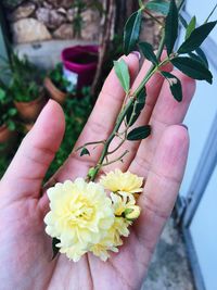 Close-up of hand holding flowers