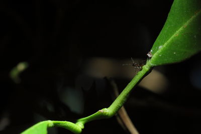 Close-up of insect on plant