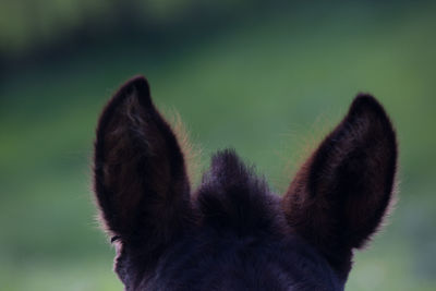 Close-up of a cat