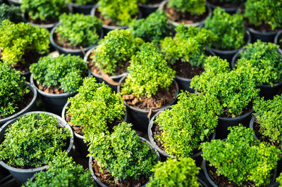 Close-up of pot plants for sale