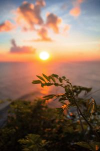 Close-up of plant against sea during sunset