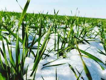 Close-up of fresh green plants in field