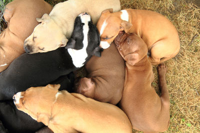 High angle view of dogs sleeping