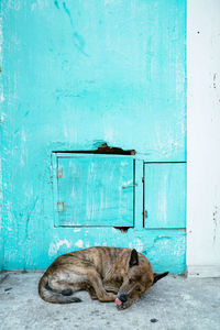 Cat lying on blue door