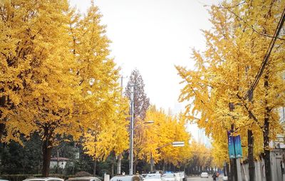 Trees in park during autumn against clear sky