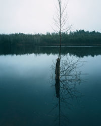 Reflection of tree in lake against sky