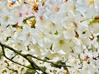 Close-up of white cherry blossoms in spring