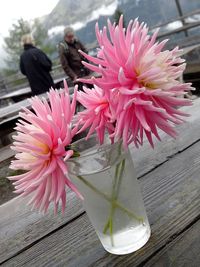 Close-up of pink flowers