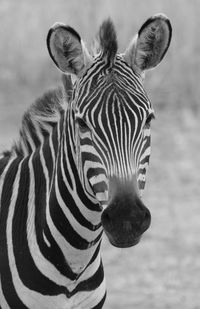 Close-up portrait of zebra