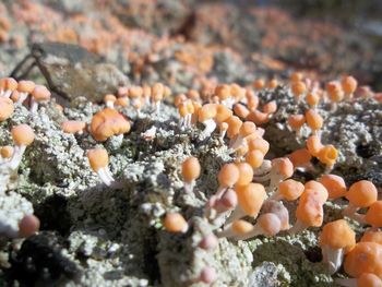 High angle view of mushrooms growing on rocks