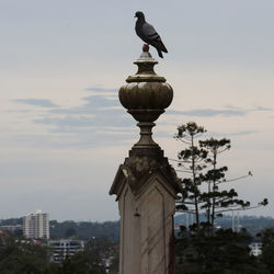 Bird perching on statue against sky in city