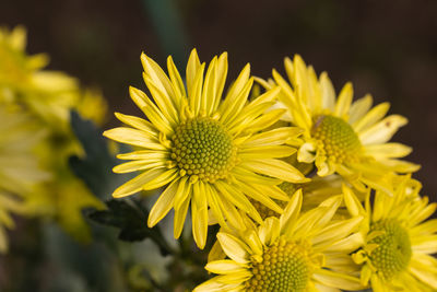 Close-up of yellow flowering plant