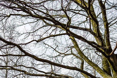 Low angle view of tree against sky