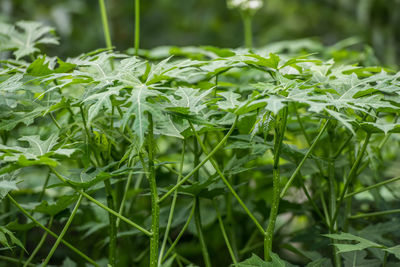 Close-up of fresh green plant in field