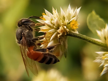 Close-up of bee pollinating on flower