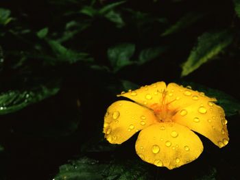 Close-up of yellow flower
