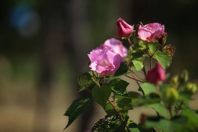 Close-up of pink rose