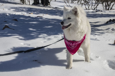 The beautiful american eskimo dog was happy during falling the snow in jordan