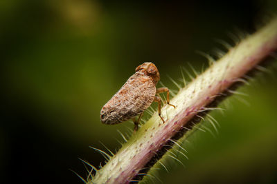 Close-up of insect on plant