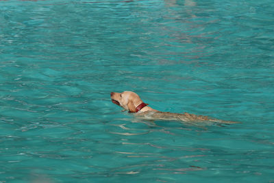 High angle view of dog swimming in pool