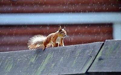 Low angle view of eurasian red squirrel on roof during rain