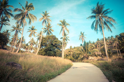 Road by palm trees on field against sky