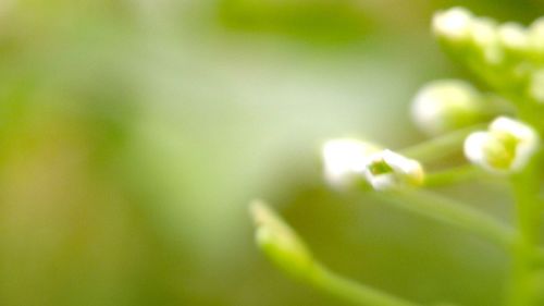 Close-up of fresh green leaf