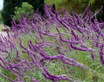 Close-up of purple flowering plants on field