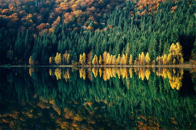 Scenic view of lake in forest