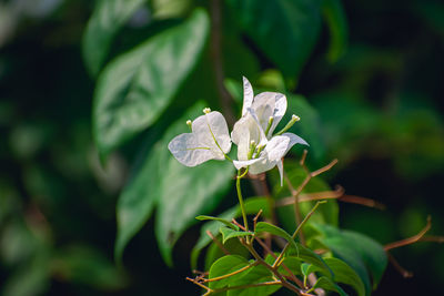 Close-up of white flowering plant