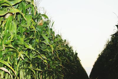 Close-up of fresh green plants against clear sky