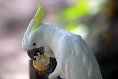 Close-up of sulphur-crested cockatoo eating sweetcorn