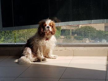 Dog sitting on floor against window