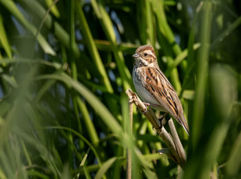 Common reed bunting perching on reeds