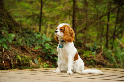 Close-up of dog sitting on wood