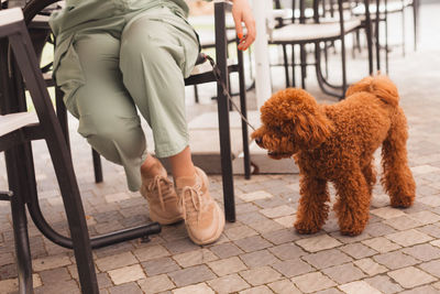 Low section of person with dog standing on footpath