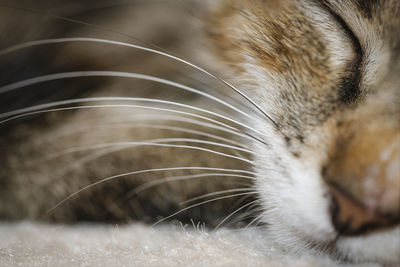 Close-up of cat sleeping