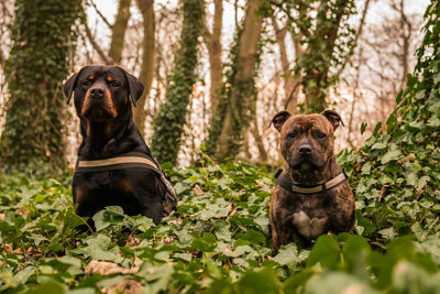 Portrait of dog sitting in forest