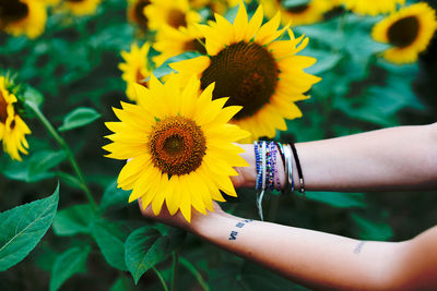 Cropped image of woman hand holding sunflower